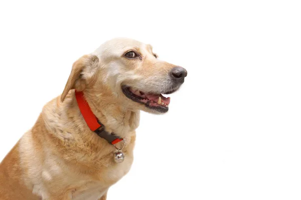 Zlatý Pes Nosí Červený Obojek Rolničkou Izolované Bílém — Stock fotografie