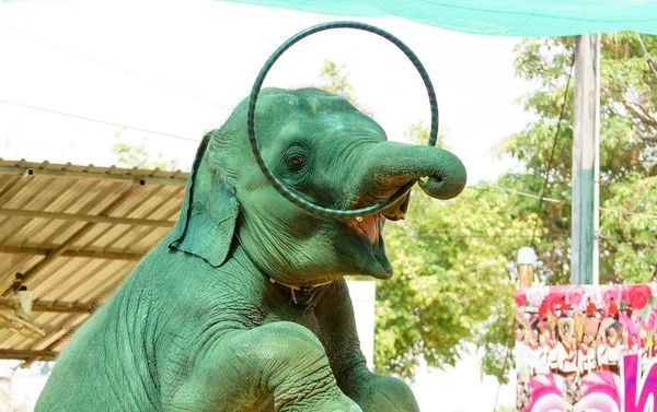 Elefant Mit Ringskulptur Asiatische Kunst — Stockfoto