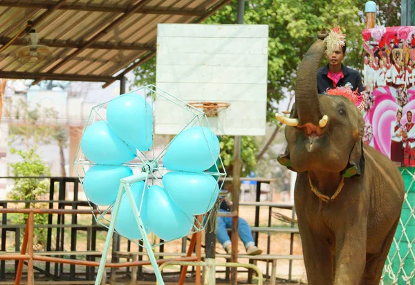 Surin Thailand March 2018 Elephant Surin Elephant Village Throwing Darts — Stock Photo, Image