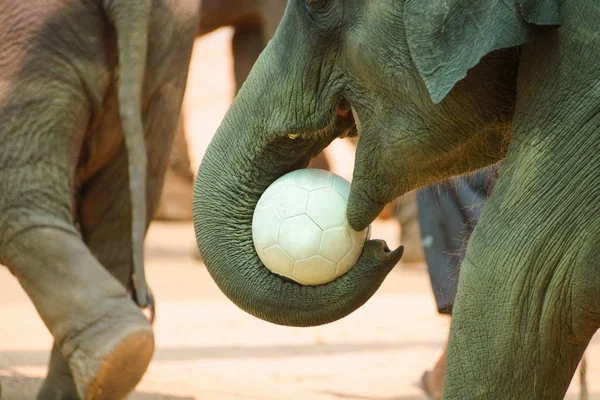 Elefant Benutzt Seinen Rüssel Einen Fußball Halten — Stockfoto