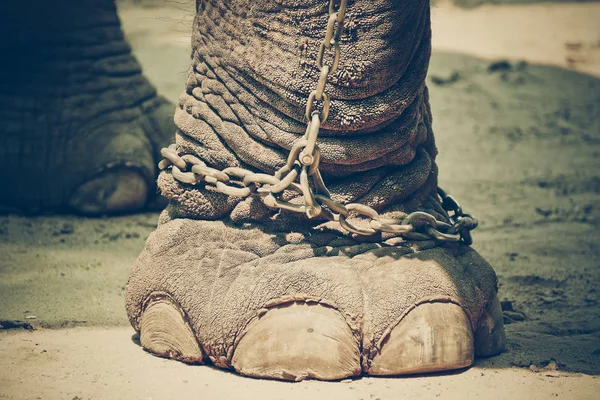 Close Chained Elephant Foot — Stock Photo, Image