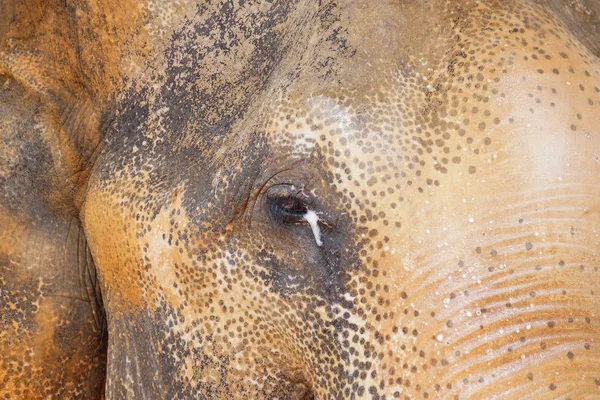 Nahaufnahme Eines Asiatischen Männlichen Elefantenauges Mit Träne — Stockfoto