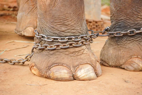 Closeup Chained Elephant Feet — Stock Photo, Image