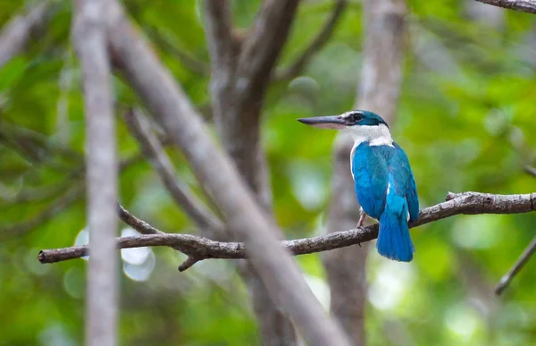 Halsband Eisvogel Weißband Eisvogel Mangroven Eisvogel Todiramphus Chloris — Stockfoto