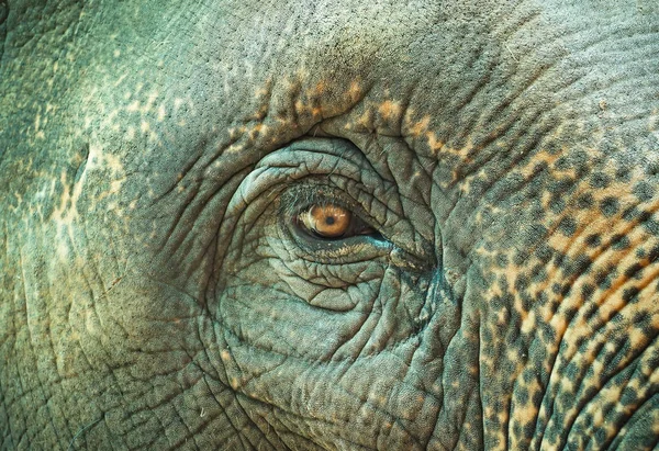 Primer Plano Del Ojo Elefante Asiático — Foto de Stock