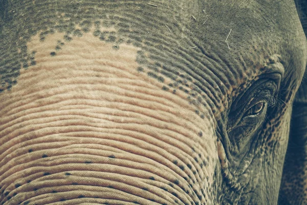 Nahaufnahme Eines Asiatischen Elefantenkopfes — Stockfoto
