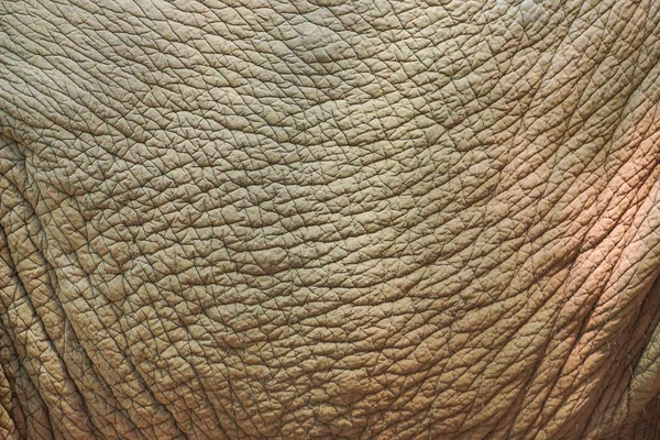 Elephant Skin Texture Background — Stock Photo, Image