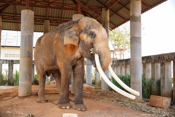 Big Male Elephant Long Tusks — Stock Photo, Image