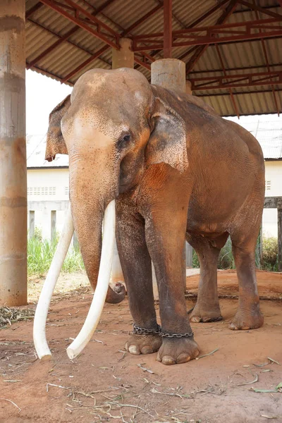 Big Male Elephant Long Tusks — Stock Photo, Image