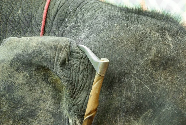 Ein Von Mahout Verwendetes Werkzeug Zur Kontrolle Von Elefanten — Stockfoto