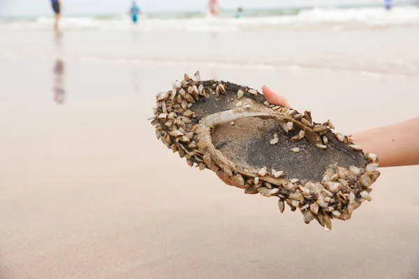 フジツボの靴を持っている手 海概念の汚染 — ストック写真