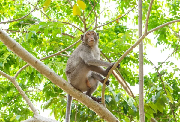 Macaco Comedor Caranguejo Sentado Numa Árvore — Fotografia de Stock