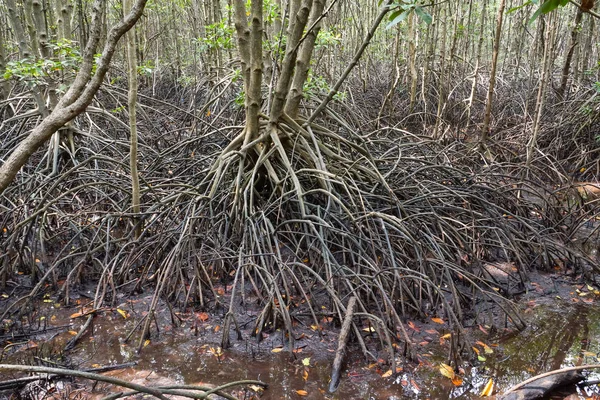 カンフー クンカクラバエン湾ロイヤル開発研究センターでのマングローブ林 — ストック写真