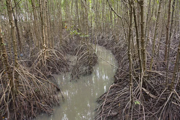 カンフー クンカクラバエン湾ロイヤル開発研究センターでのマングローブ林 — ストック写真