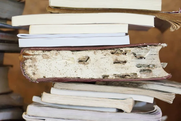 Libros Destruidos Por Termitas — Foto de Stock