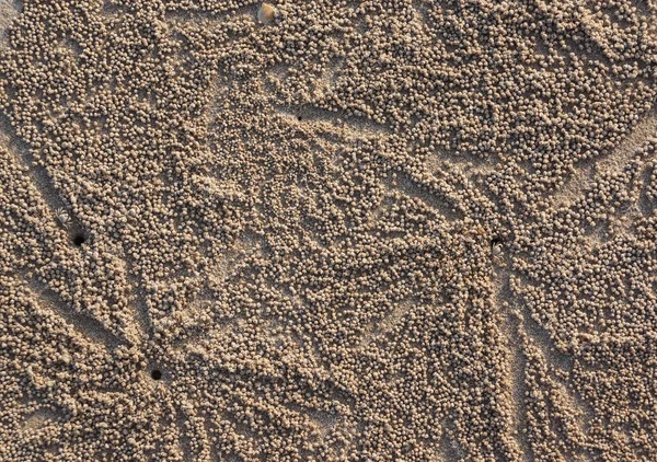 Granchi Fantasma Mangiare Cibo Sulla Spiaggia Fare Piccole Palline Sabbia — Foto Stock