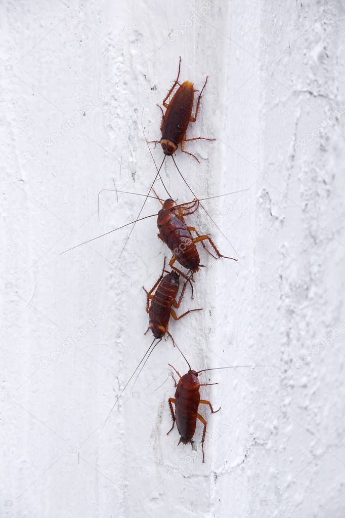 Cockroaches on the white wall of the house                               