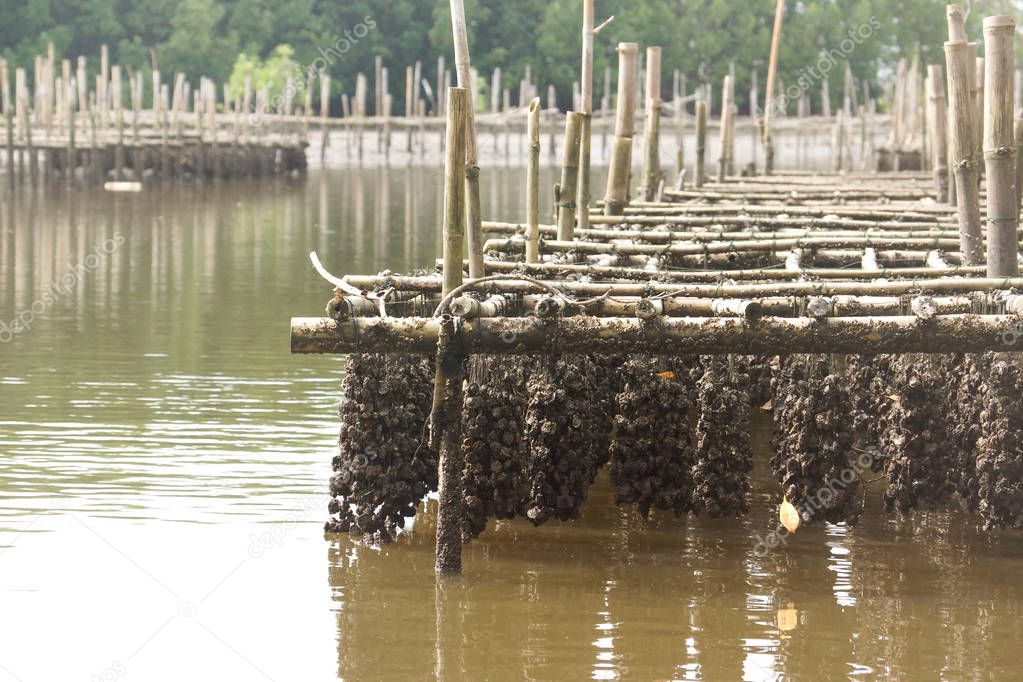 Oyster farming near mangrove forest