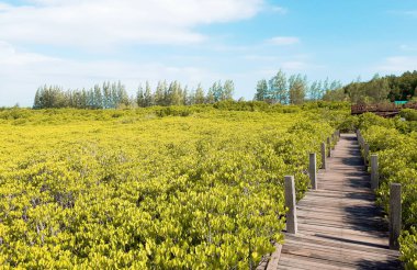 Tung Prong Tangası - Pak Nam Krasae 'deki Mangrove Ormanı Boardwalk, Klaeng Bölgesi, Rayong, Tayland 