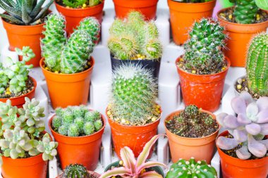 Kaktüs farklı türleri topluluğu