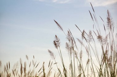 Güzel uzun otların mavi gökyüzü arka plan ile