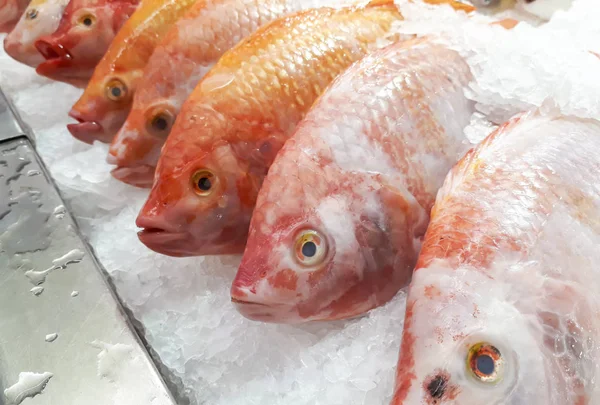 Nil Tiapia donmuş buz durak üzerinde