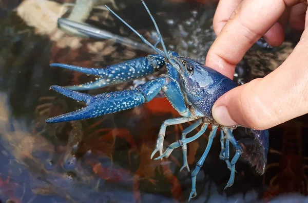 Gruptaki renkli kerevit