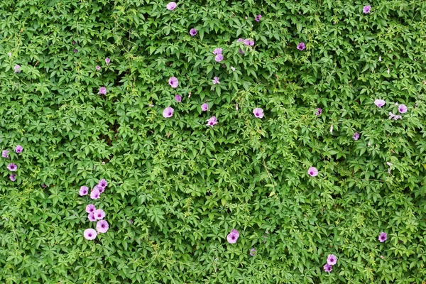 Grön Vägg Med Morning Glory — Stockfoto