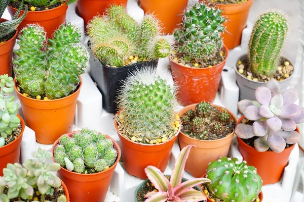 Farklı türde bir kaktüs topluluğu