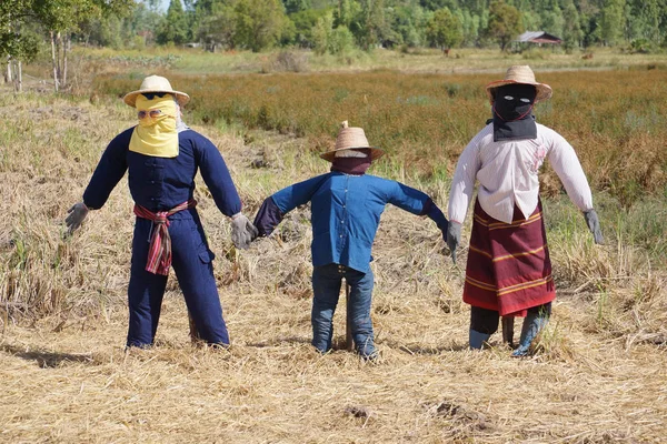 Пугало Рисовом Поле Таиланда — стоковое фото