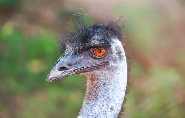 Closeup Shot Emu Head — Stock Photo, Image