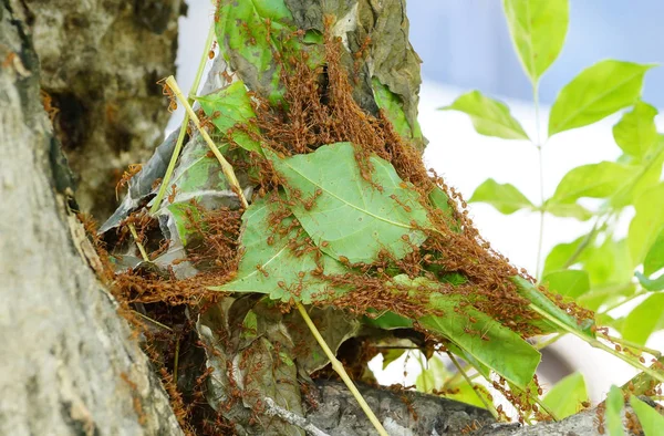 Red ants working as a team to build their nest