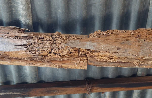 Wood structures in the house destroyed by termites