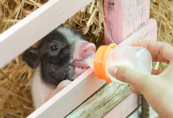 Mano Sosteniendo Biberón Leche Alimentando Cerdos Miniatura Juliana — Foto de Stock