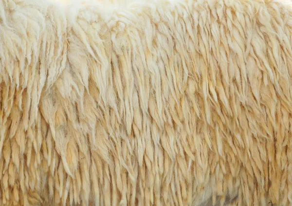 Closeup Sheep Wool — Stock Photo, Image