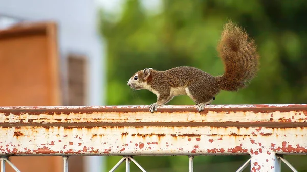 Squirrel running on a fence, Wild animal living in the city concept