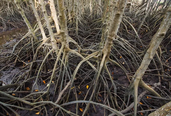 マングローブの根のクローズ アップ ショット — ストック写真