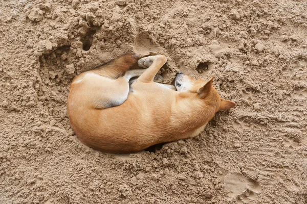 Dog Sleeping Sand Top View — Stock Photo, Image