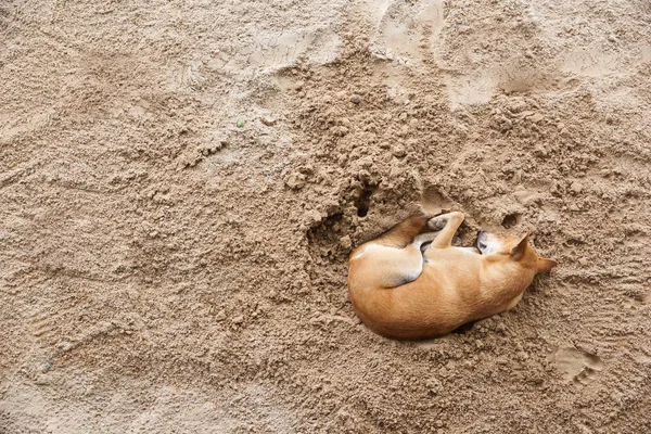 Dog Sleeping Sand Top View — Stock Photo, Image