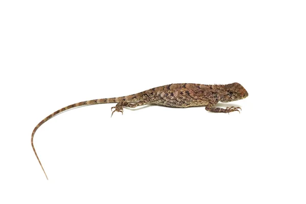 泰国发现一只热带蜥蜴 在白色背景下被隔离 — 图库照片