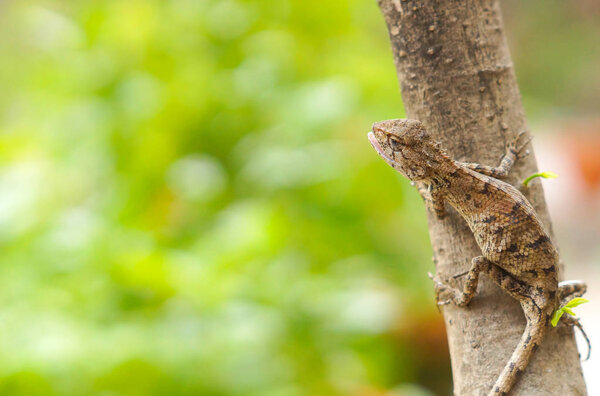 A tropical tree lizard found in Thailand on tree