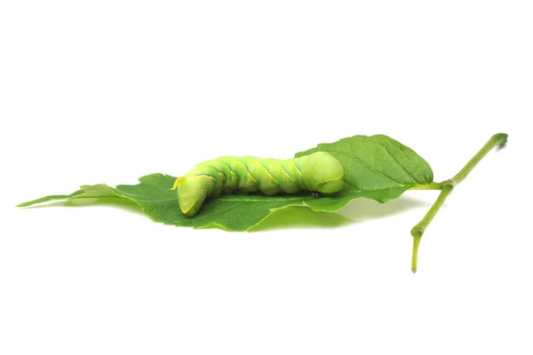 Groene Rups Een Groene Blad Geïsoleerd Wit — Stockfoto