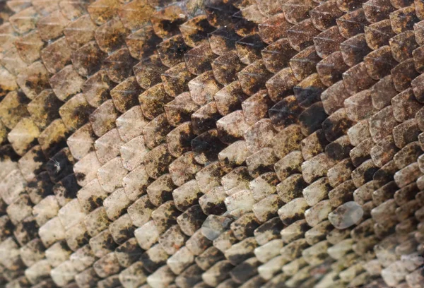 Closeup Shot Tropical Tree Lizard Scales — Stock Photo, Image