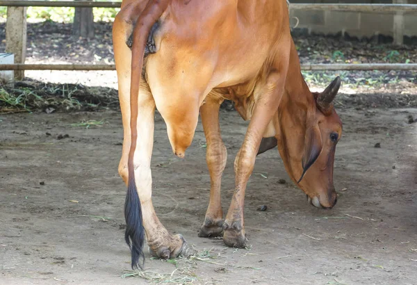 A cow with its hind leg cut