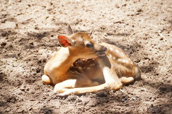Newly Born Sika Deer Lying Ground — Stock Photo, Image