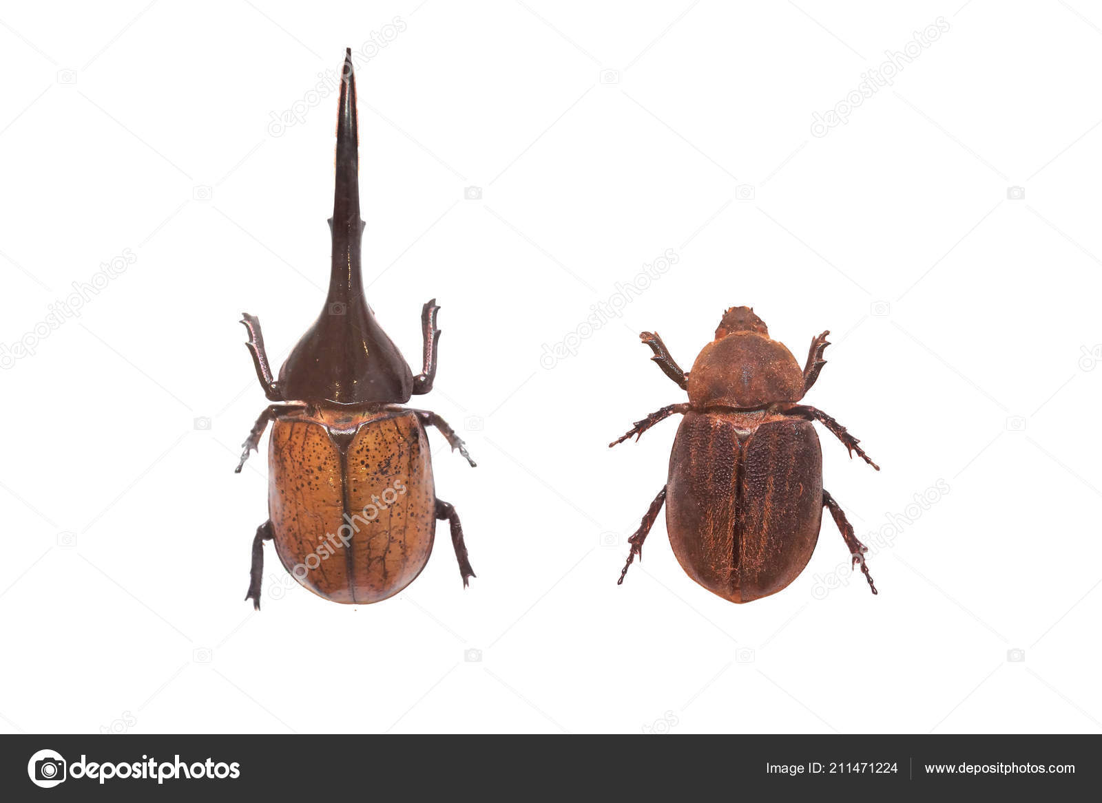 カブトムシ写真素材 ロイヤリティフリーカブトムシ画像 Depositphotos