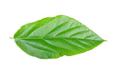 A green leaf isolated on white background                       clipart