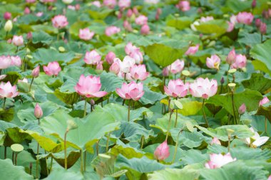 Pembe ve beyaz lotus alanı