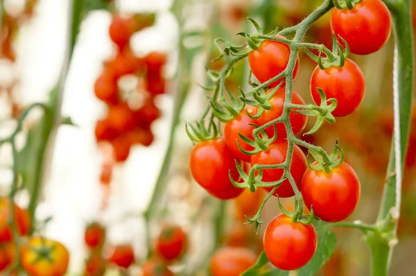 Bunch Red Cherry Tomato Greenhouse — Stock Photo, Image