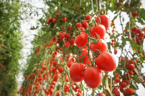 Bunch Red Cherry Tomato Greenhouse — Stock Photo, Image